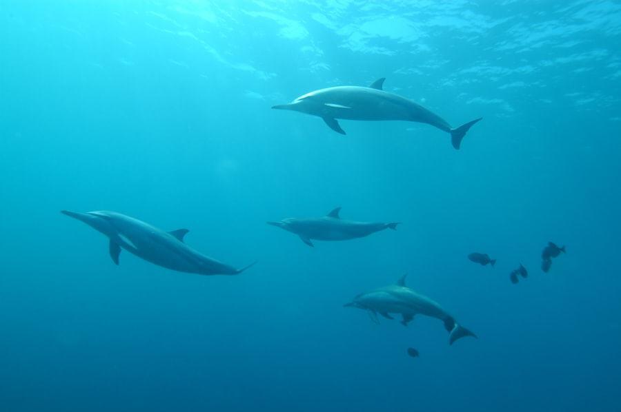 Cardume de golfinhos nadando sob a superfície do mar