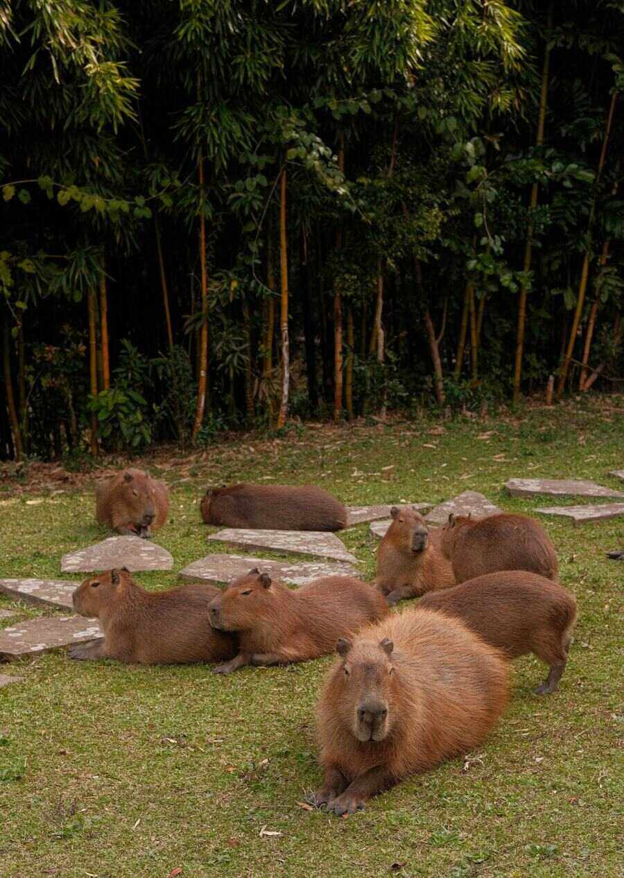 Grupo de capivaras descansando na grama