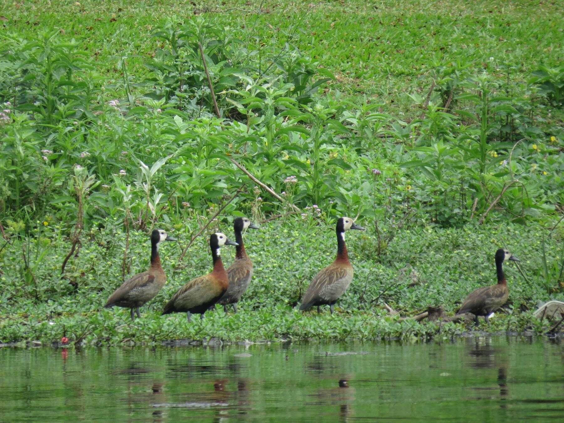 Área alagada do Pantanal com aves